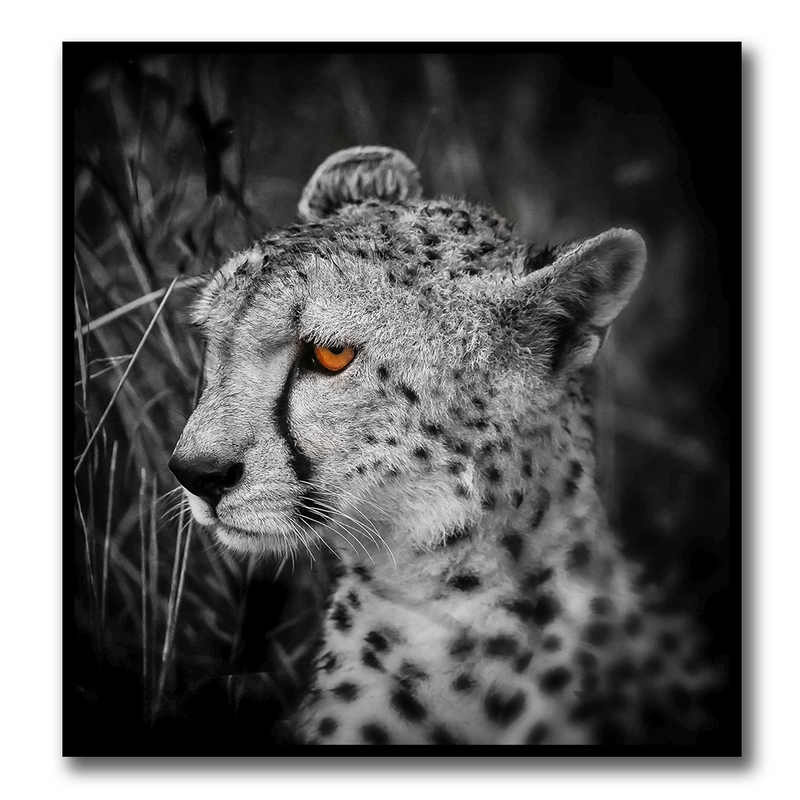Grumeti Cheetah