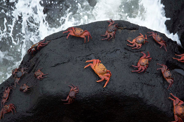 Galapagos Islands (Ron Modra)