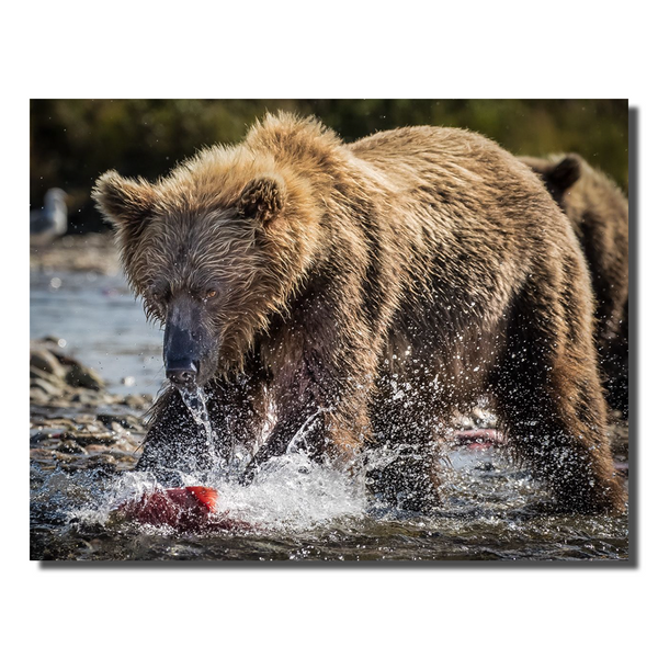 Running Bear Red Fish