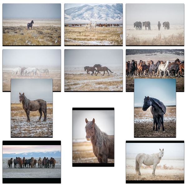 Wild Mustang 5x7 Cards