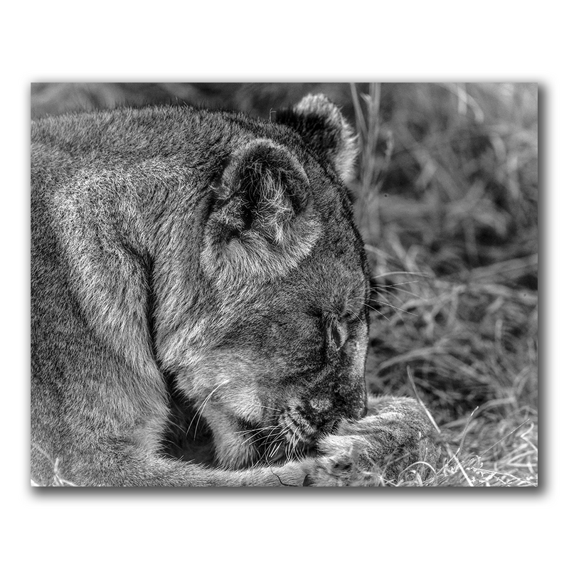 Praying Lioness