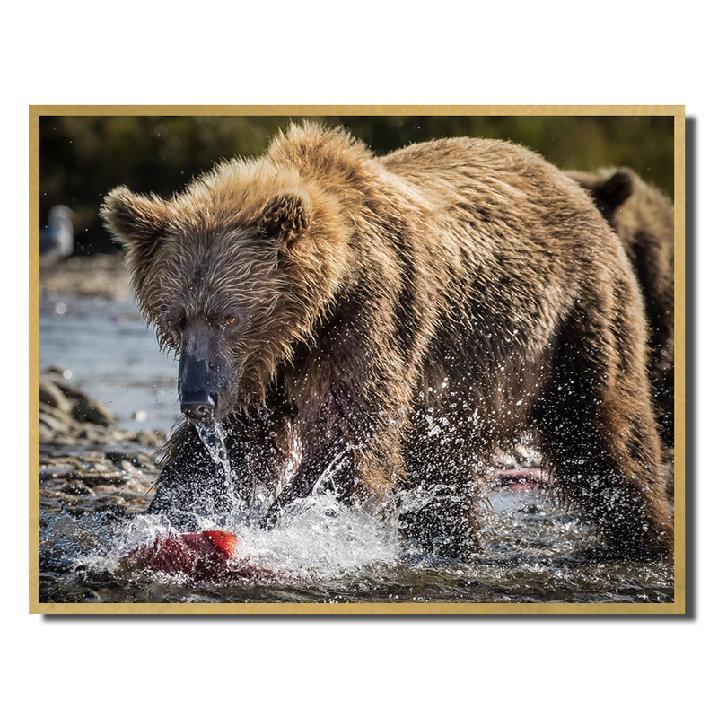 Running Bear Red Fish