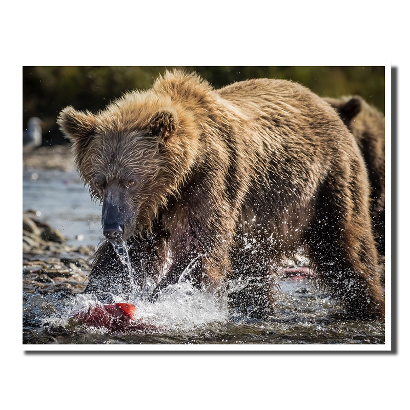 Running Bear Red Fish