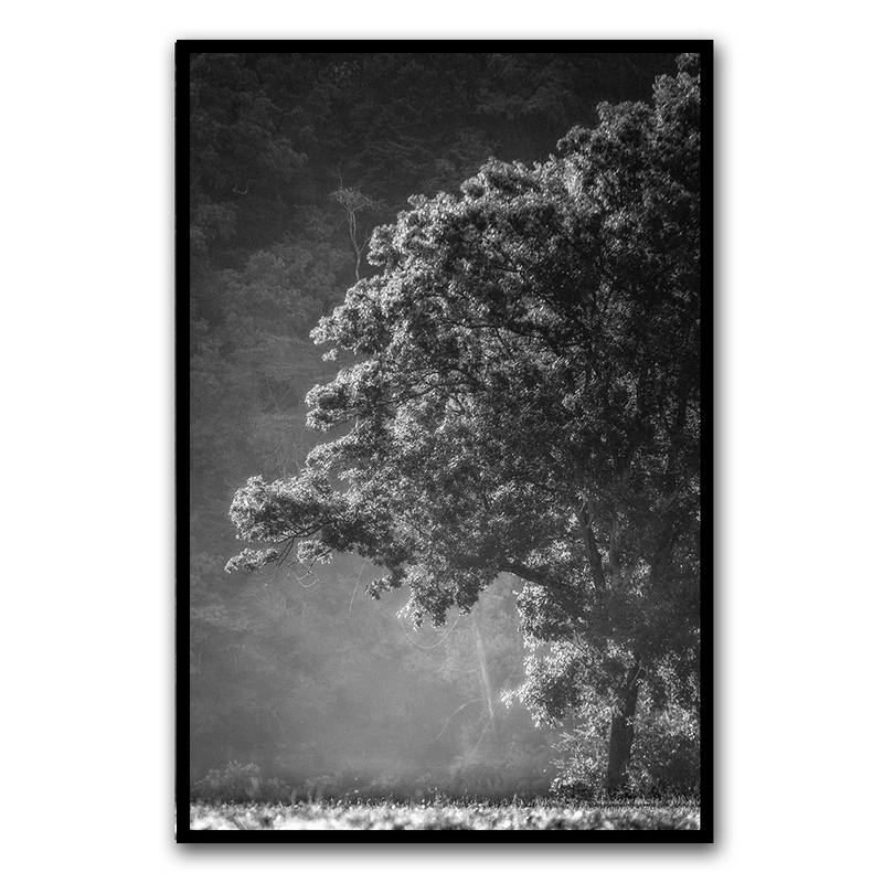 Morning Forest