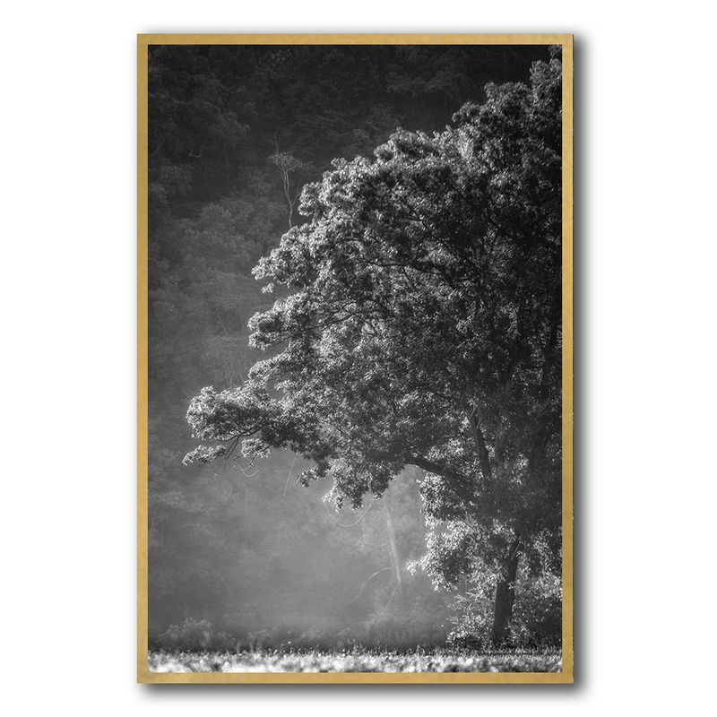 Morning Forest
