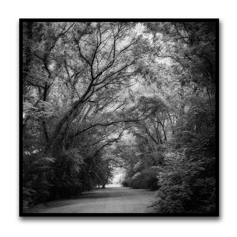 Tree Tunnel