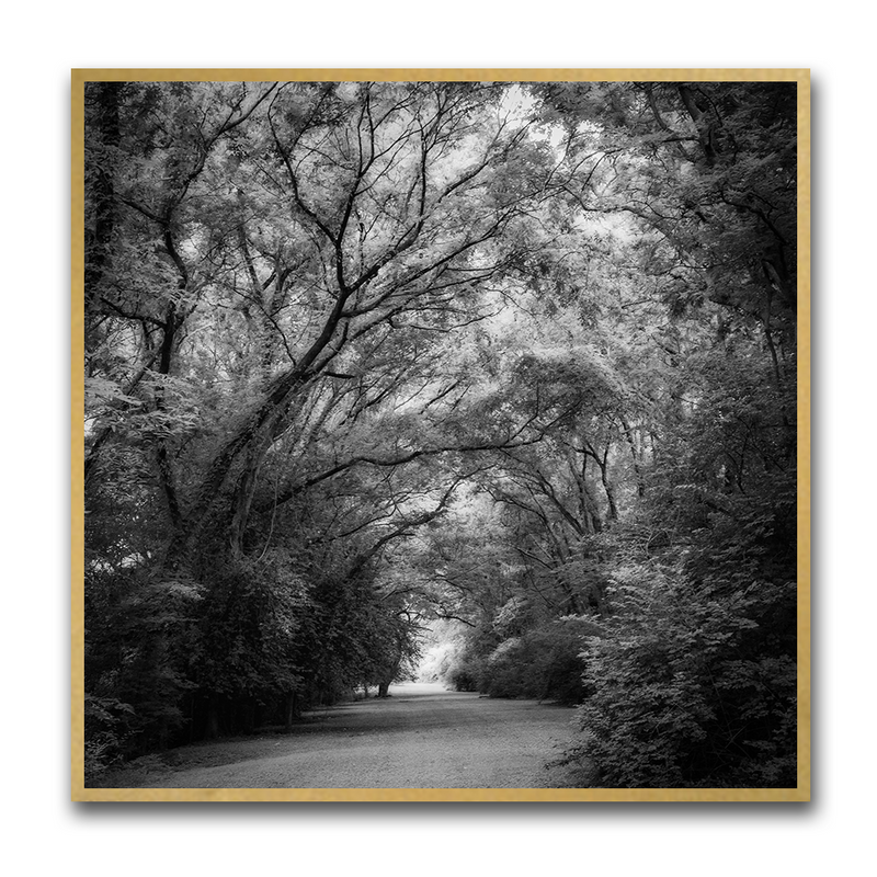 Tree Tunnel